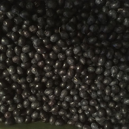 siyah zeytin