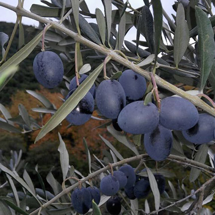 zeytin ve dalı