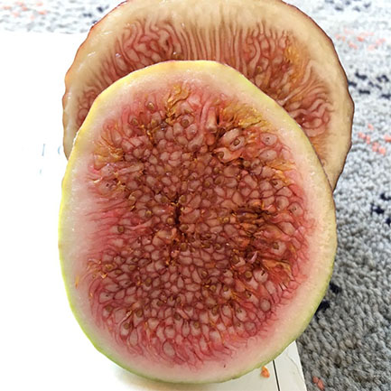 incir sergi